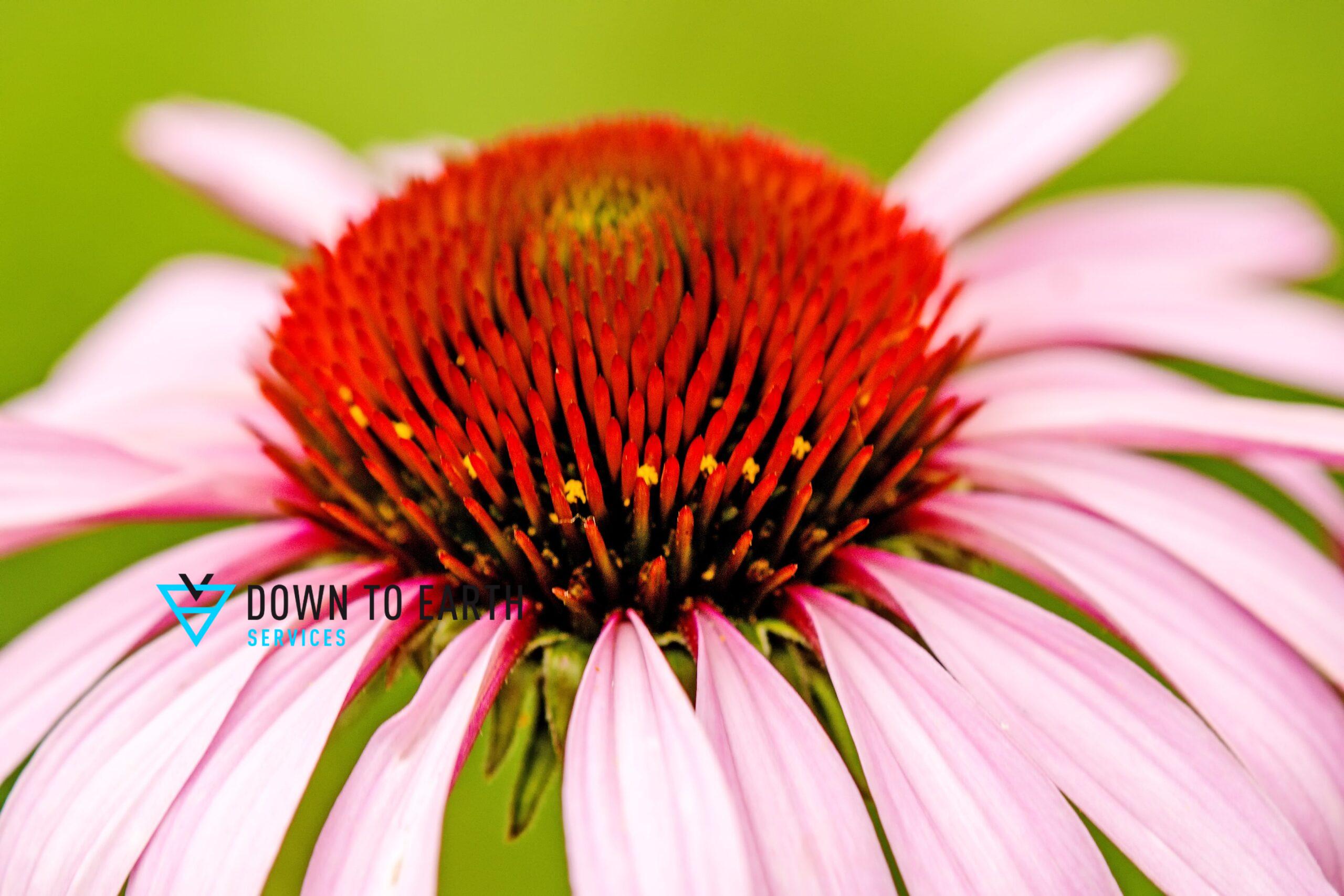 purple coneflower